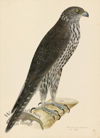 GYR FALCON . PL 13